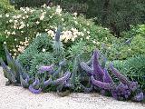 Echium border 